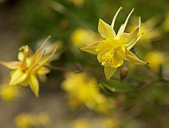 《燕云十六声》PC优化贯彻到底，移动端1月9日上线